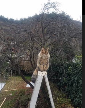 中国小将闪耀泳联赛场 初生牛犊不怕虎