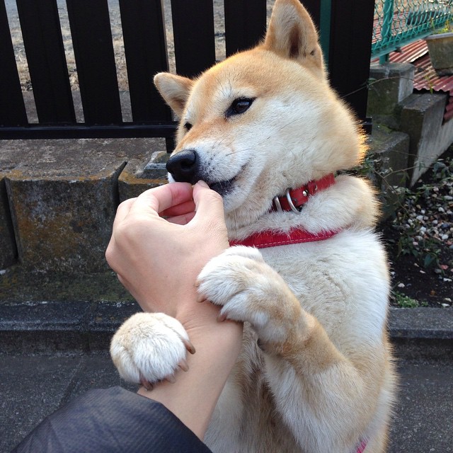 佛罗伦萨中前场穿插提升整体控球质量，佛罗伦萨中锋