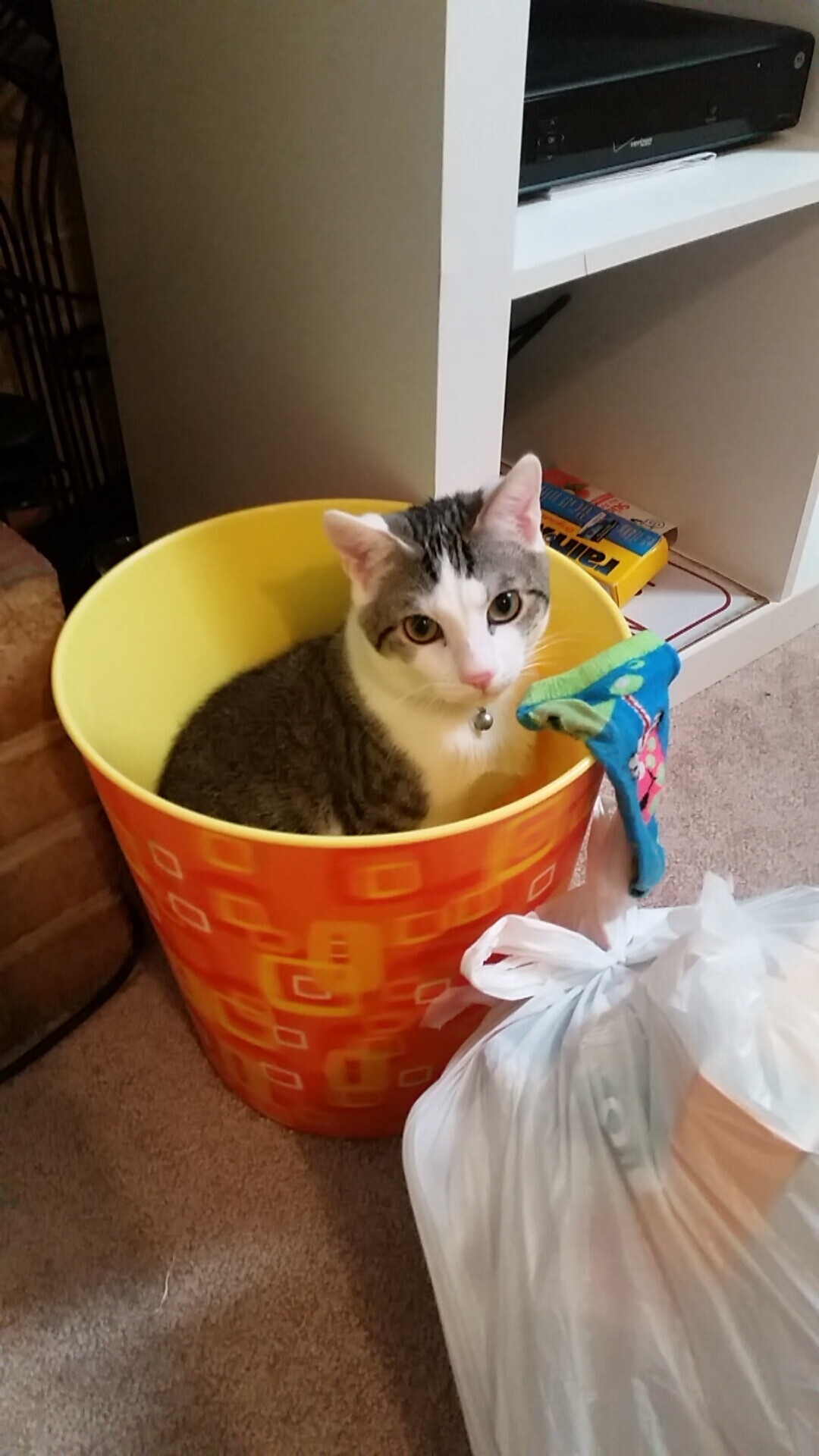 全国武术套路锦标赛精彩纷呈，全国武术套路冠军赛竞赛规程