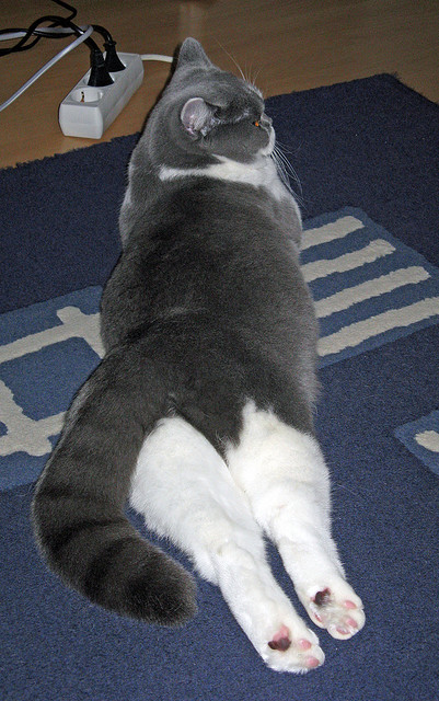 国家男篮通过视频回看加强战术学习和复盘,男篮国家队视频